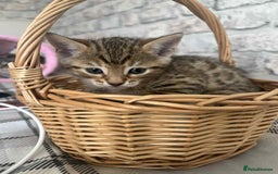 Bengal cats for sale: Stunning bengal kittens for sale to loving home - Image 25