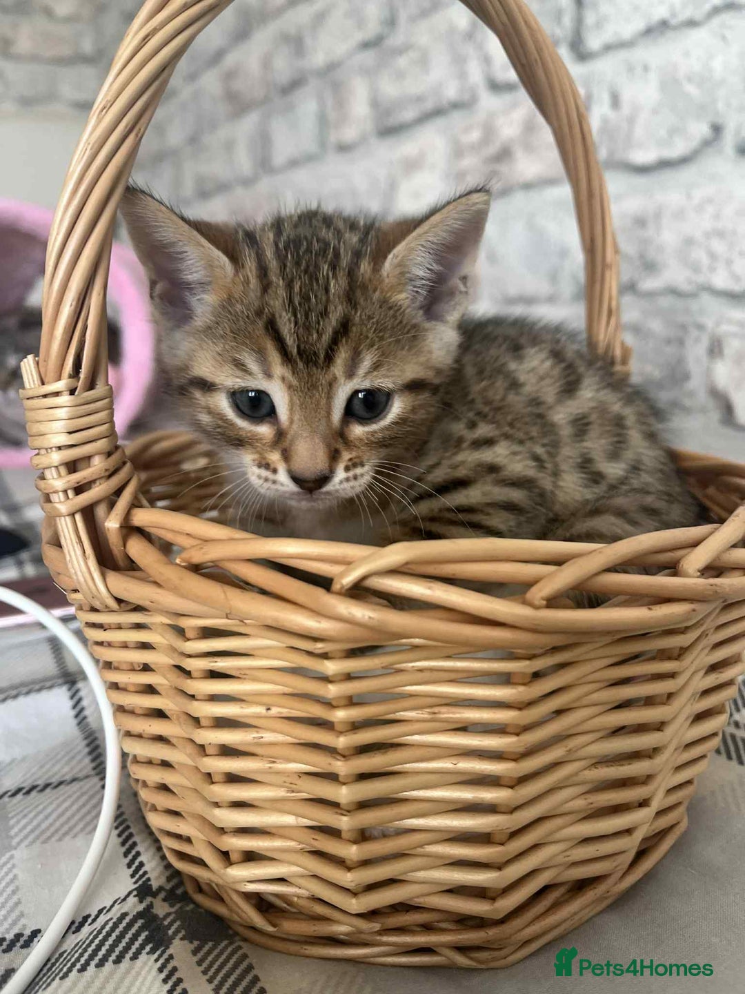 Bengal cats for sale: Stunning bengal kittens for sale to loving home - Image 25