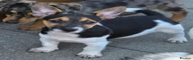 Jack Russell 1