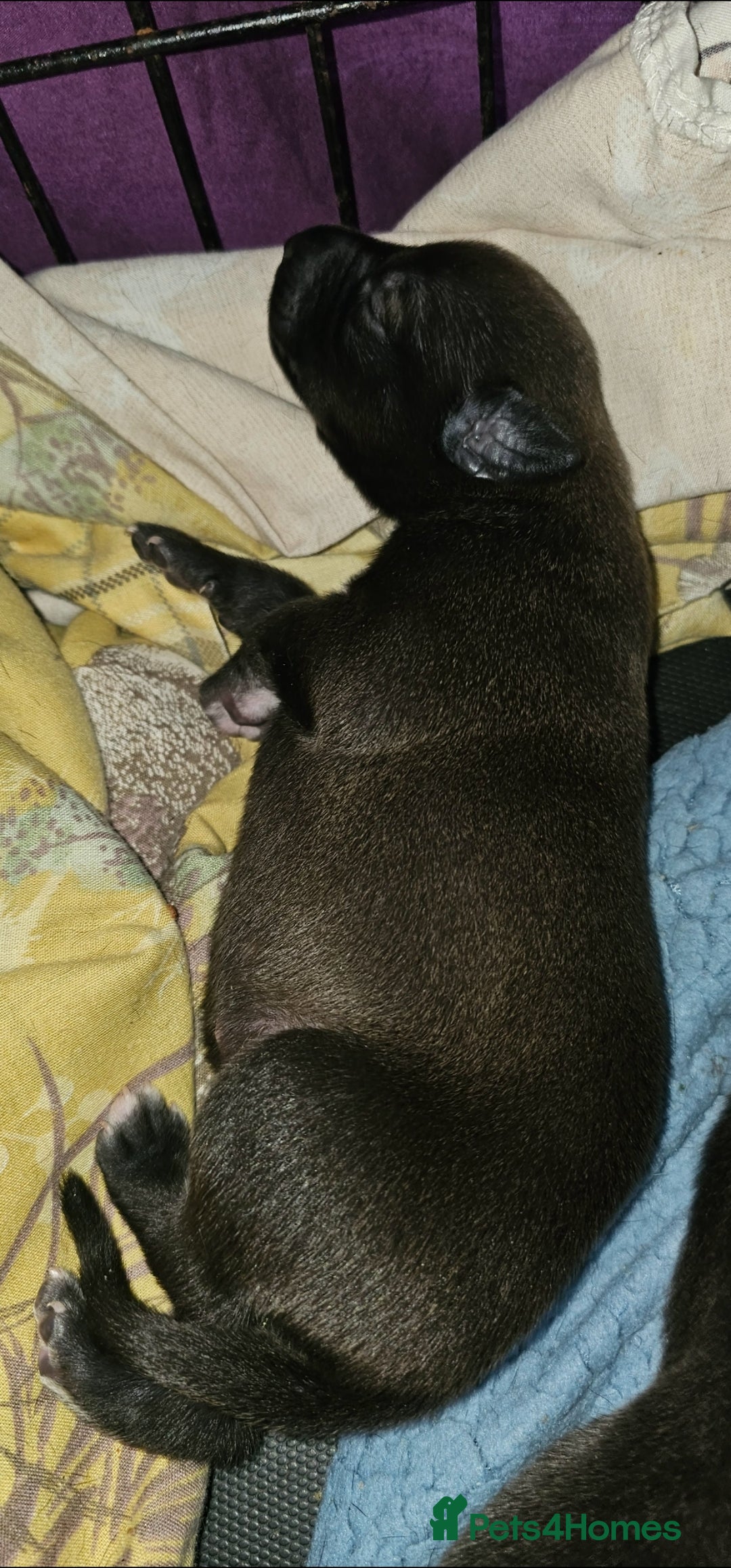 Mixed Breed dogs for sale: Whippet cross lurcher pups - Advert 2