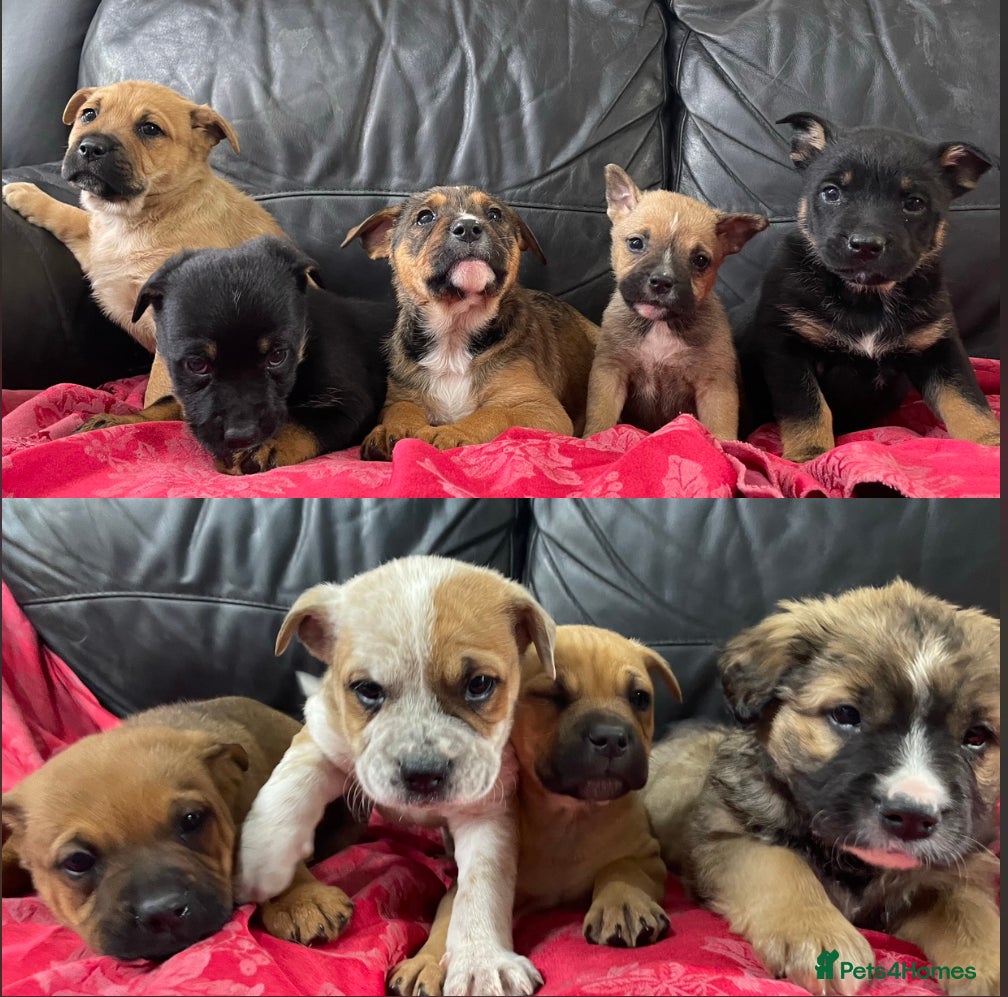 Mixed Breed dogs German shepherd x Staff litter - super friendly - Advert 1