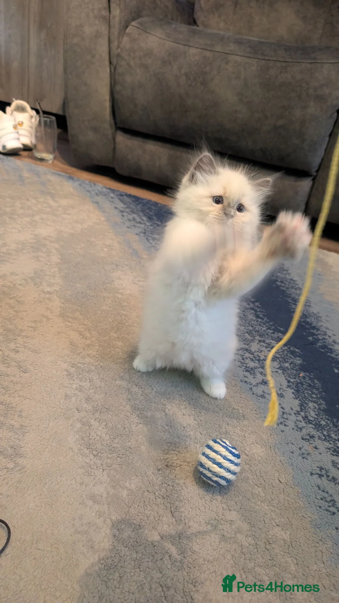 Ragdoll cats for sale: Blue ragdoll boy looking for his forever home - Advert 7