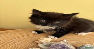 Maine Coon cats - Advert 7