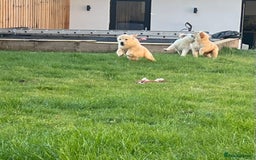 Golden Retriever dogs for sale: Teddy Bear Goldies - Image 18