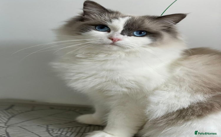 Ragdoll cats - Advert 6