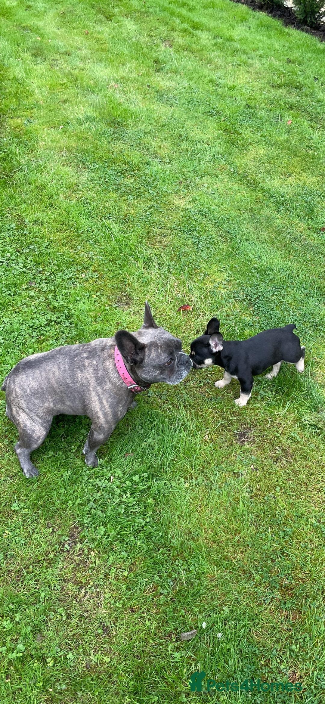French Bulldog dogs for stud: Chocolate Tan french bulldog Burtie in Sevenoaks - Image 19