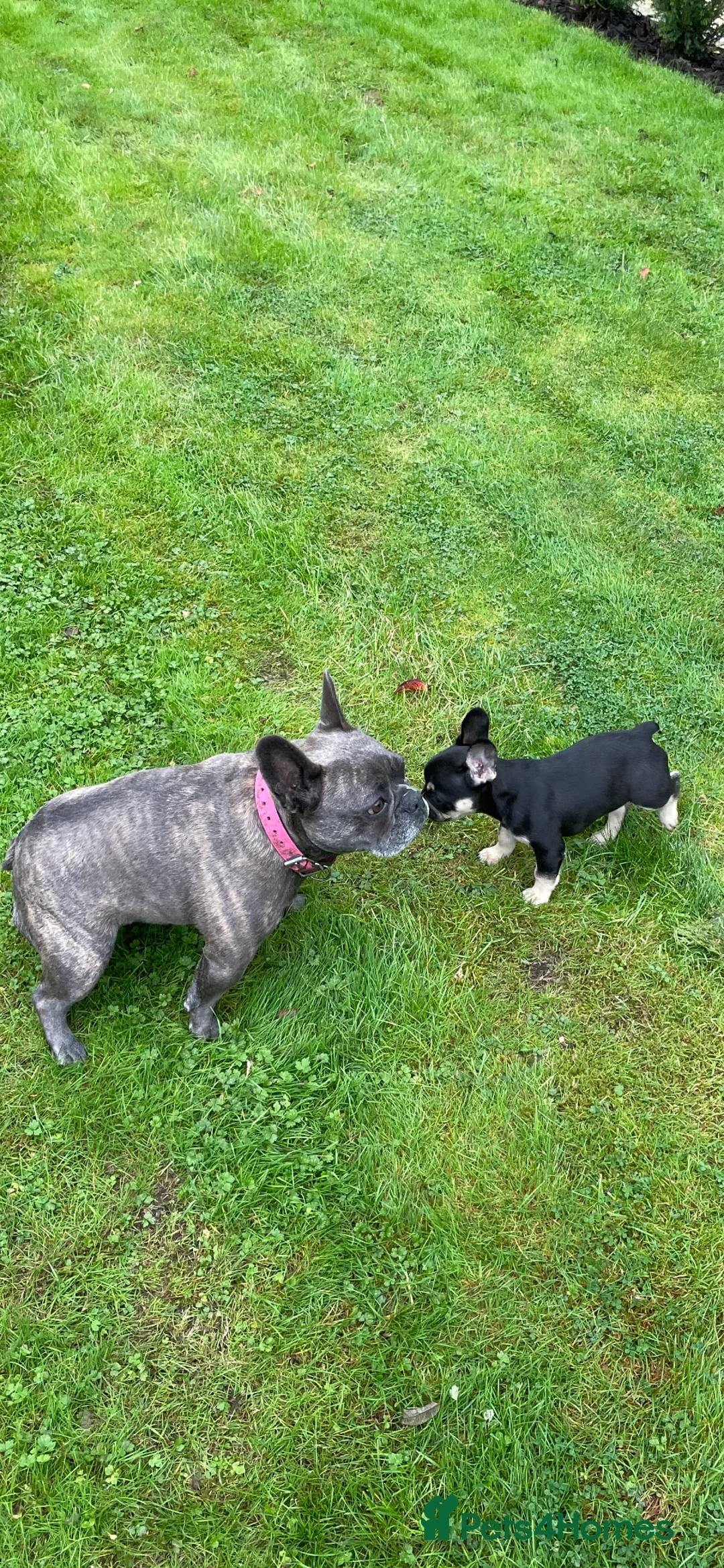 French Bulldog dogs for stud: Chocolate Tan french bulldog Burtie in Sevenoaks - Advert 19
