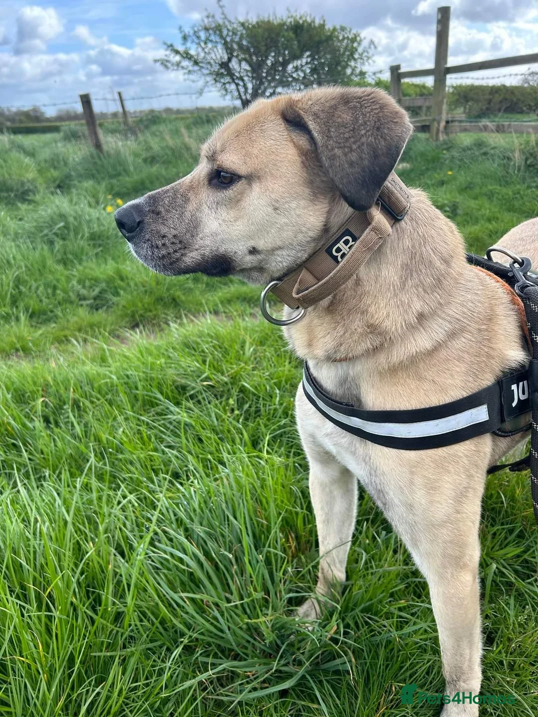 Mixed Breed dogs for adoption: Meet Ziggy, currently residing in Cheshire  in Nantwich - Advert 12