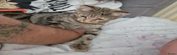 Mixed Breed cats for sale: Brother and sister very bonded pair  - Advert 3