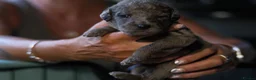 Labradoodle dogs for sale: Miniature labradoodle puppies  - Advert 15