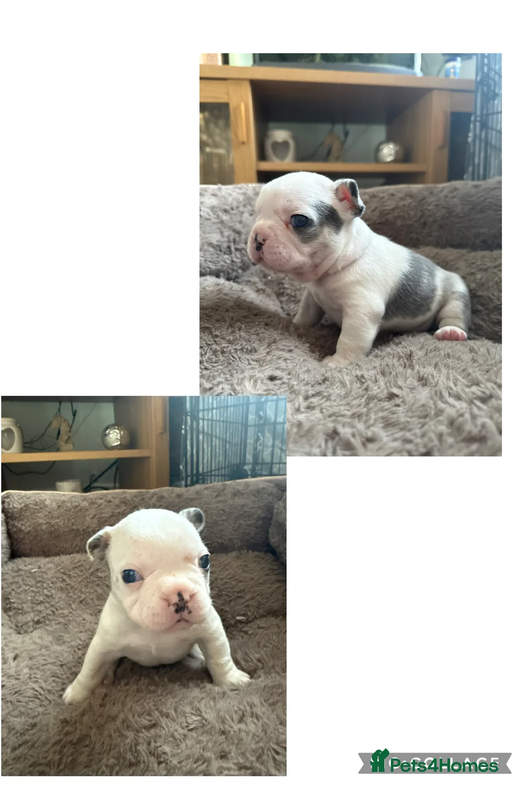 French Bulldog dogs for sale: LAST MALE LEFT beautiful KC reg French Bulldog - Advert 18