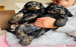 Cocker Spaniel dogs for sale: Top quality fully health tested show cocker pups - Image 19