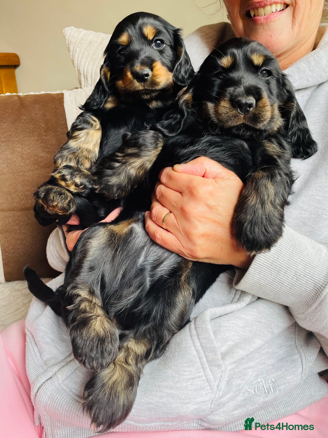 Cocker Spaniel dogs for sale: Top quality fully health tested show cocker pups - Image 19