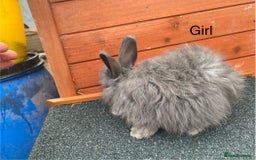 Angora rabbits for sale: Baby angoras - Image 9