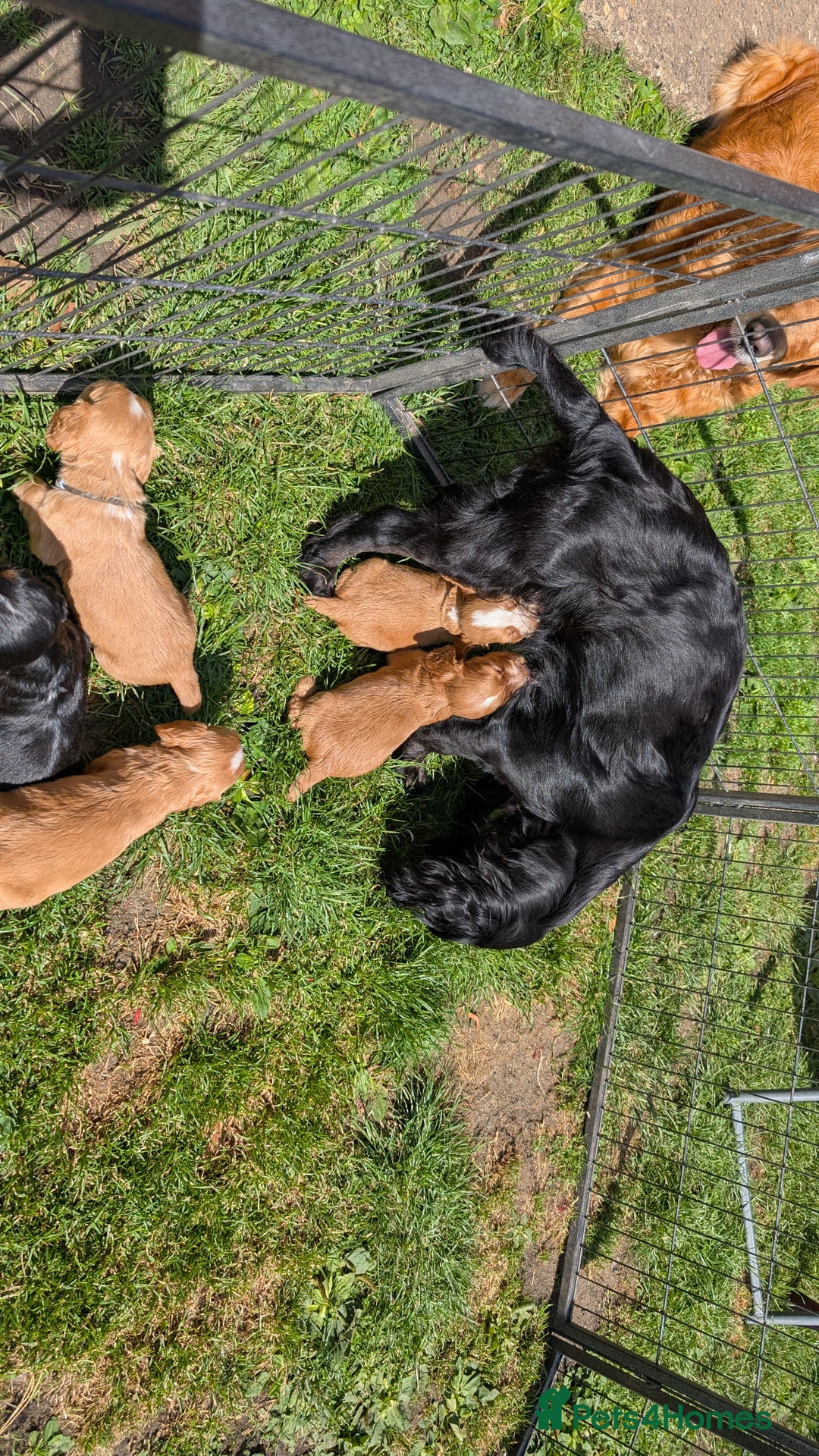 Cocker Spaniel dogs for sale: Working Cocker Spaniel Puppies  - Image 11