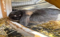 Mini Lop rabbits for sale: Male baby rabbit - Image 3