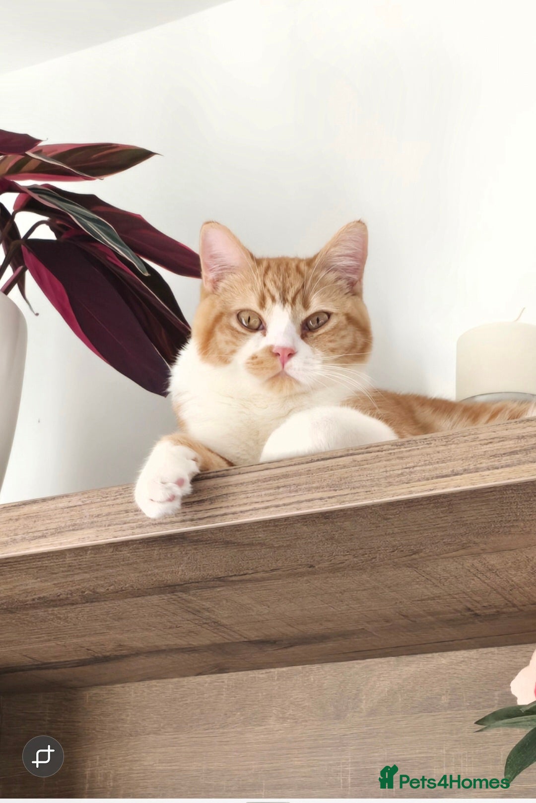 British Shorthair cats for sale: Adorable British Shorthair Male Kitten for Sale  - Advert 8