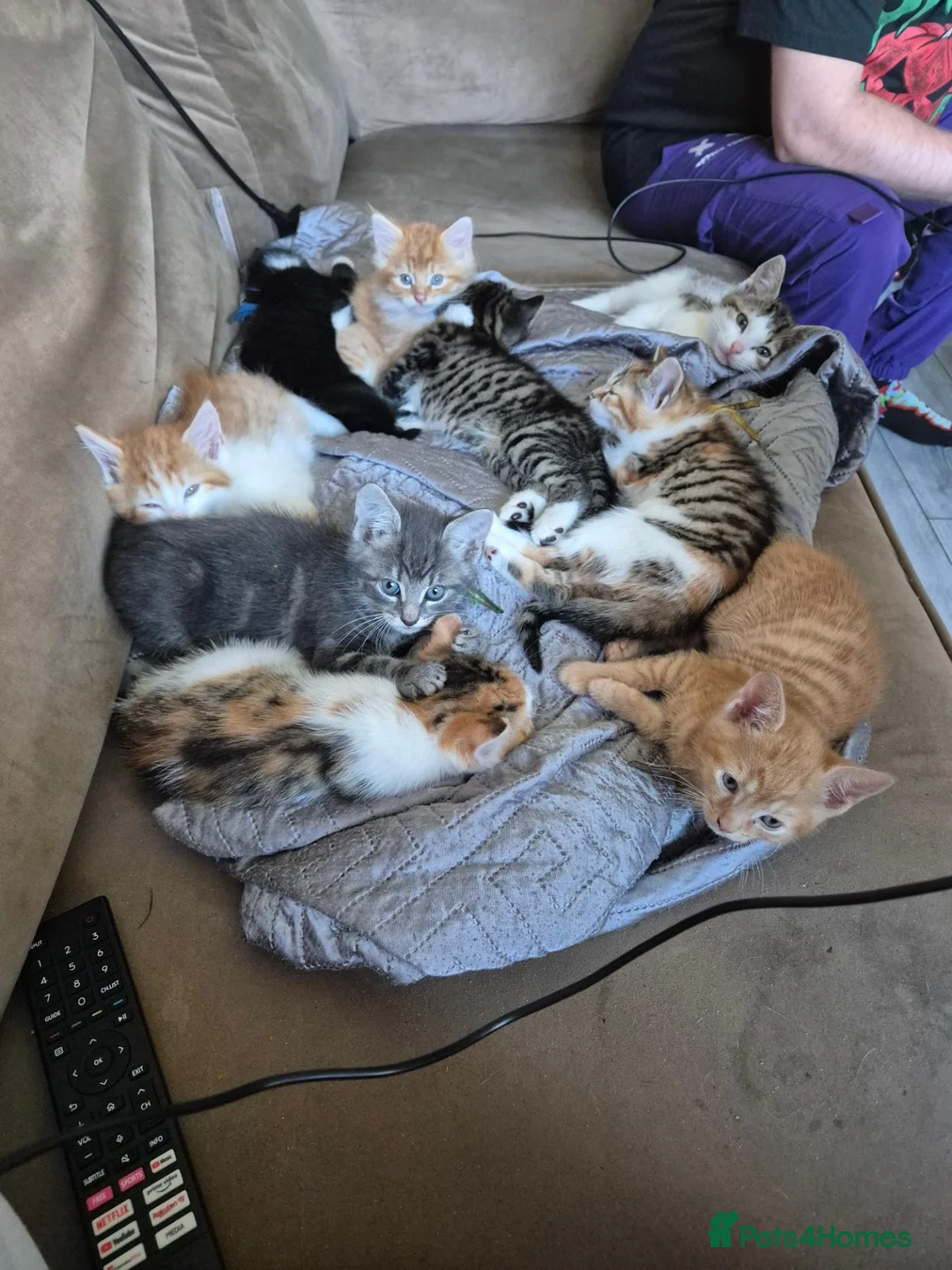 British Longhair cats for sale: Beautiful mix of kittens - Advert 1