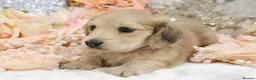 Miniature Dachshund dogs for sale: Shaded Cream Male - Advert 2