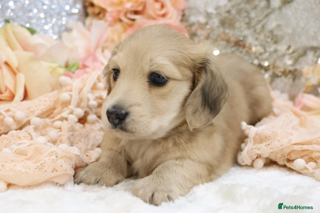 Miniature Dachshund dogs for sale: Shaded Cream Male - Advert 2