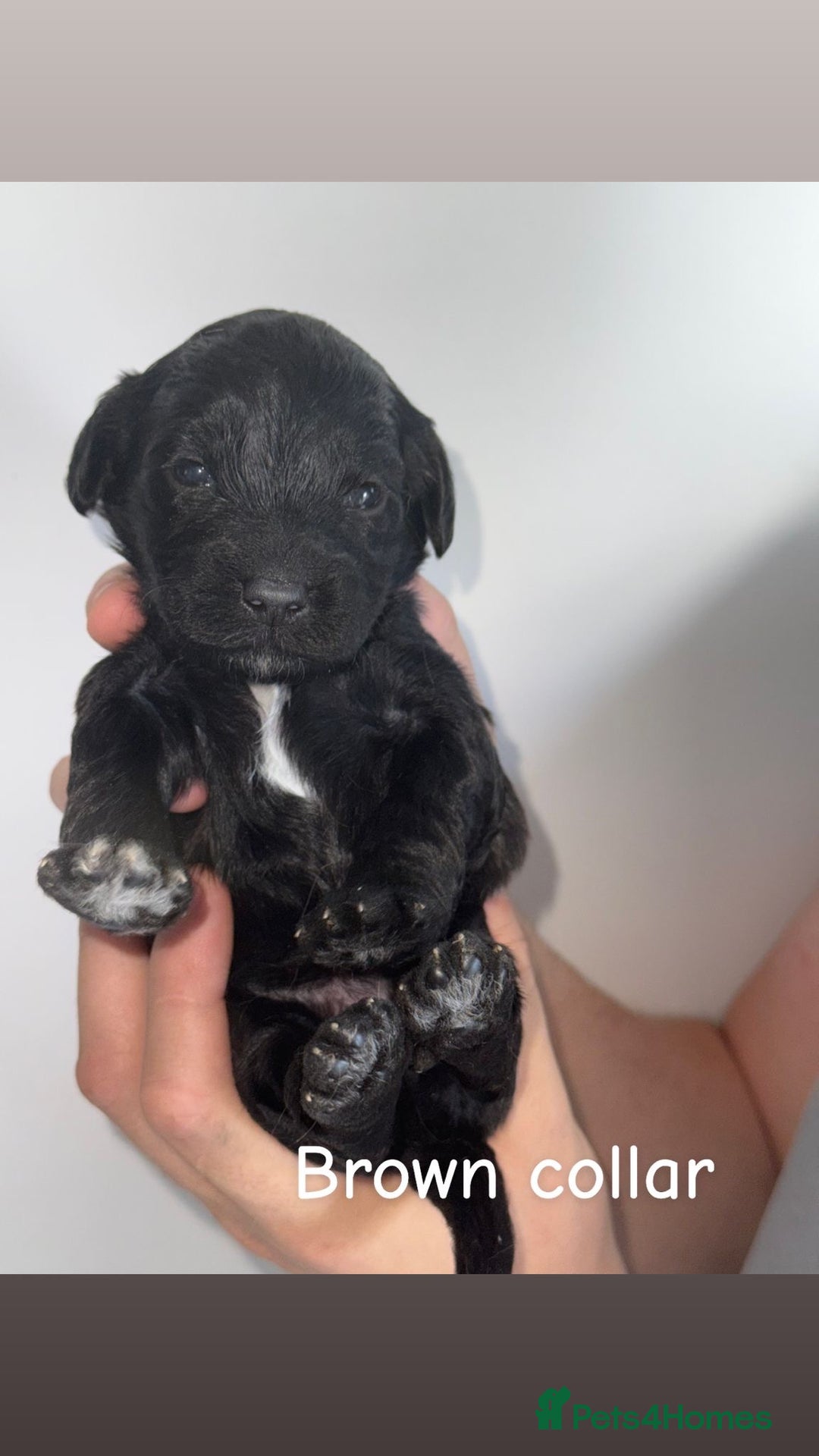 Cockapoo dogs for sale: 🐶 Adorable cockapoos 🐶 - Image 8