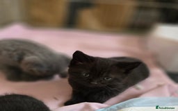 British Shorthair cats for sale: BSH kittens 💙🖤 - Image 9