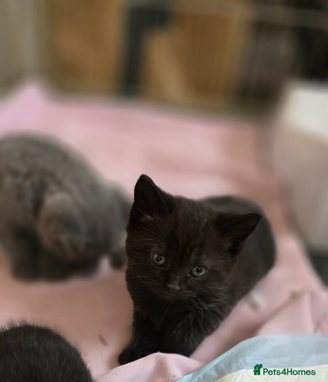 British Shorthair cats for sale: BSH kittens 💙🖤 - Image 9
