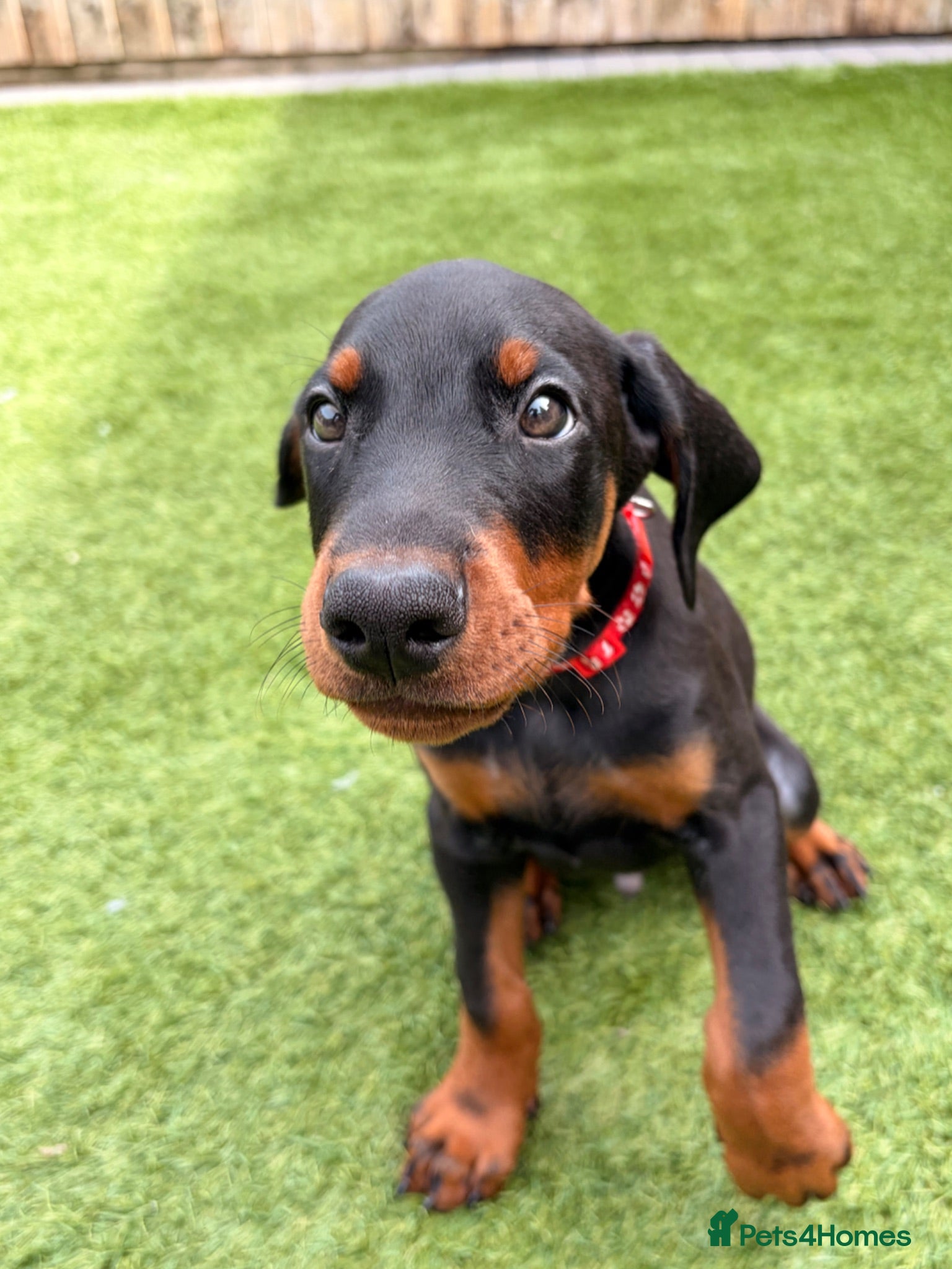 Dobermann dogs 🏡 Ready to Collect | KC Registered Dobermans - Advert 1