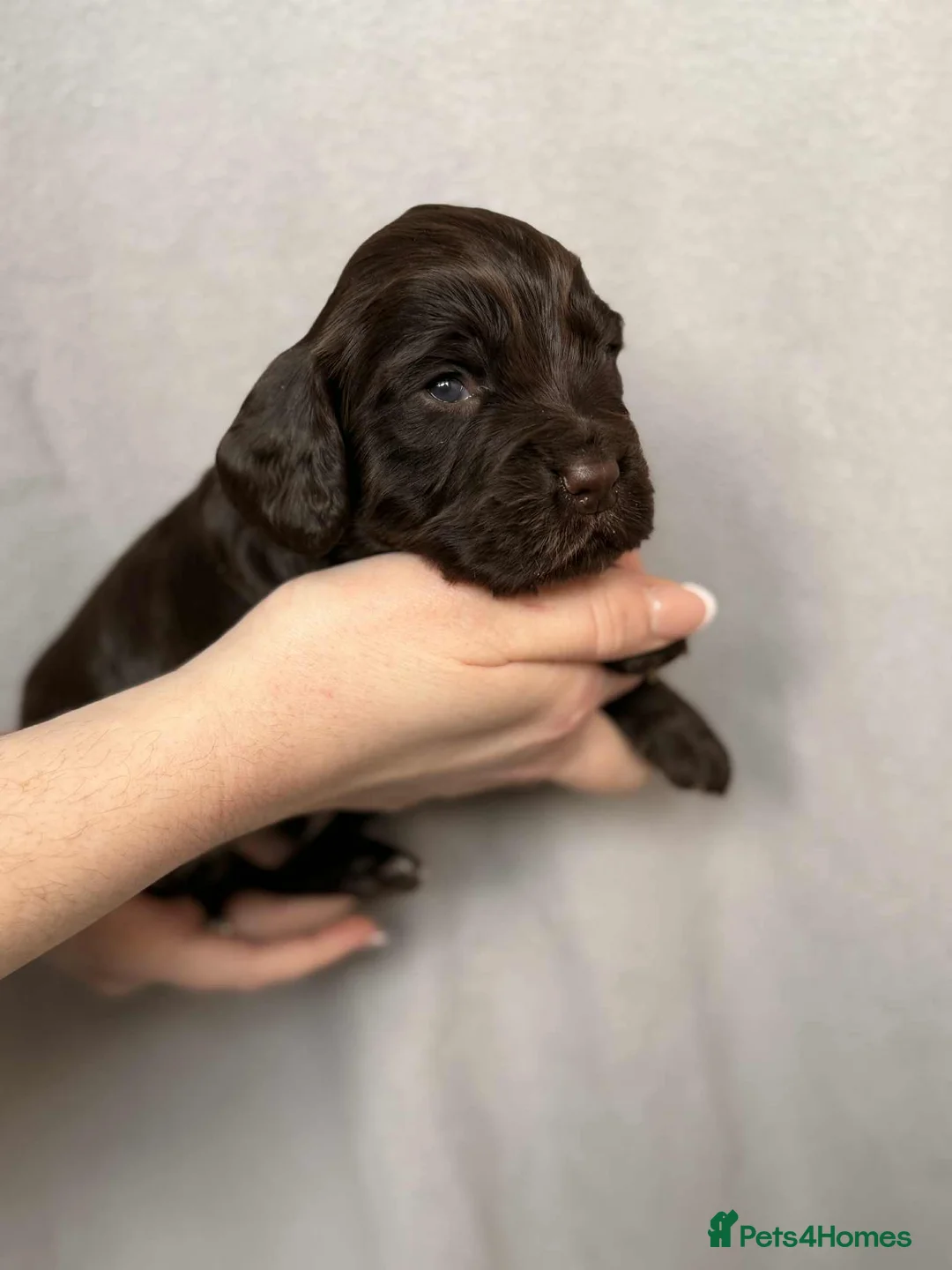 Cocker Spaniel dogs for sale: 🐶🐾 Exceptional Working Cocker Spaniel Puppies 🐾 - Advert 32
