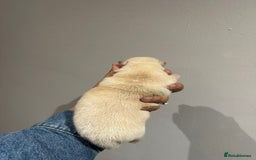 Japanese Shiba Inu dogs for sale: CHUNKY AND PURE Japanese Shiba Inu - Image 3