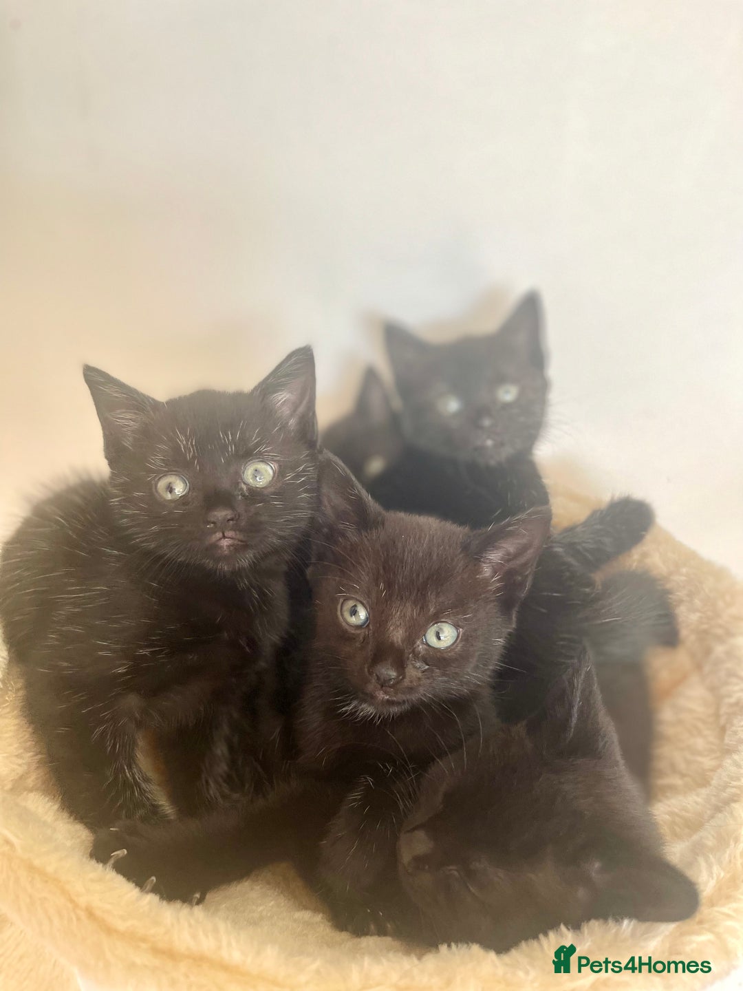 Bengal cats for sale: Bengal Cross Kittens Looking for Loving Homes <3 - Image 2