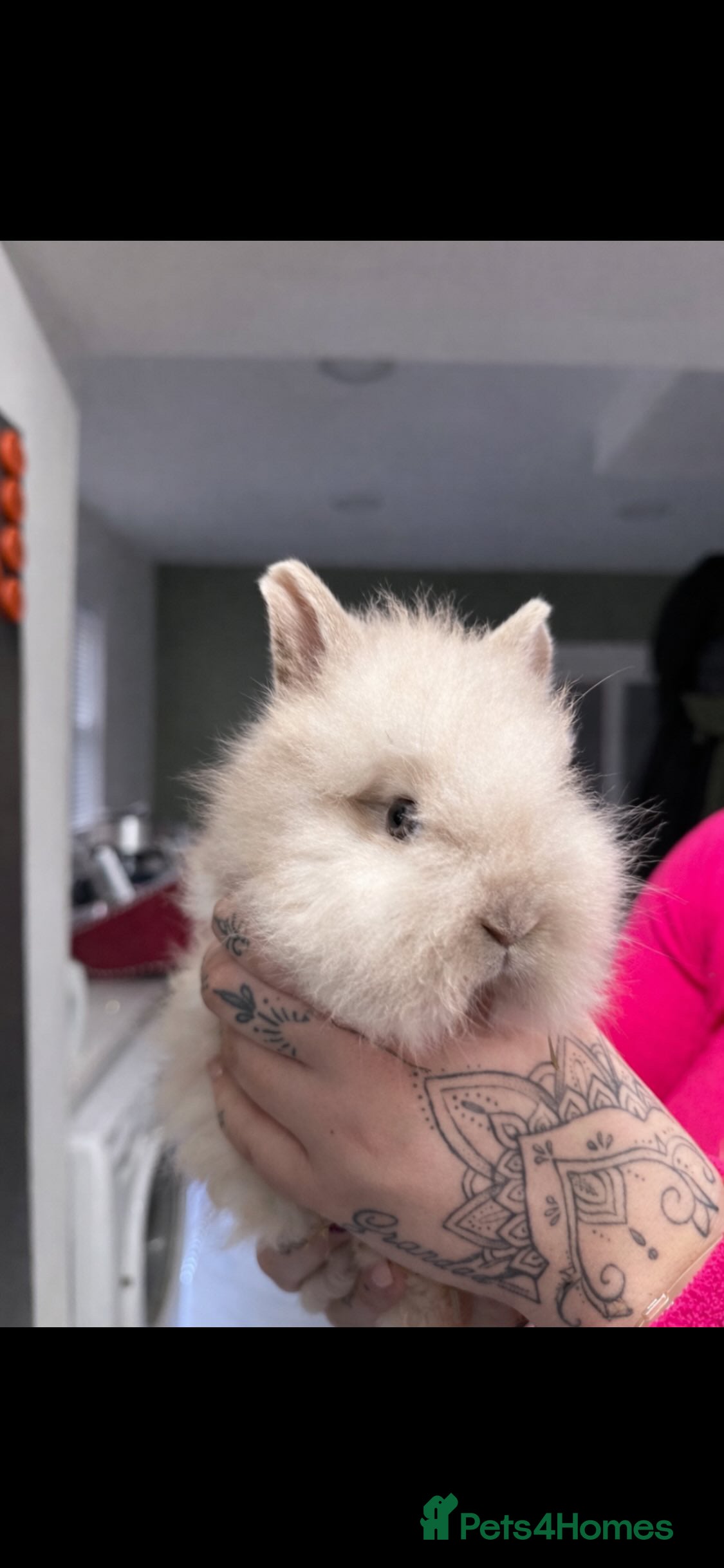 Lionhead rabbits 5 lionhead rabbits  - Advert 1