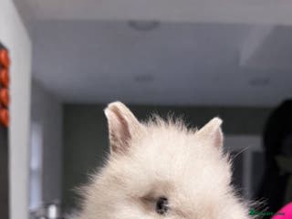 Lionhead rabbits 5 lionhead rabbits - Advert 1