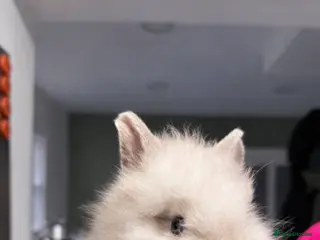 Lionhead rabbits 5 lionhead rabbits - Advert 7