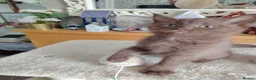 British Shorthair cats for sale: Beautiful chocolate kitten - Advert 2