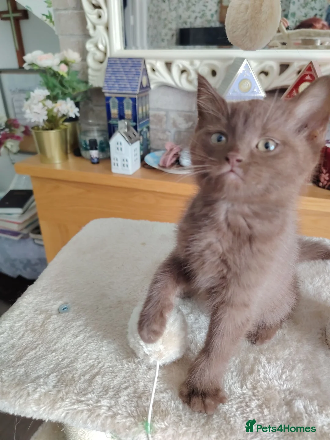 British Shorthair cats for sale: Beautiful chocolate kitten - Advert 2