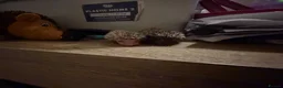 Pygmy Hedgehog rodents for sale: Baby Pygmy Hedgehogs for Sale - Advert 4