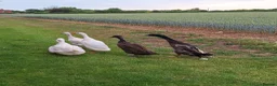 Ducks poultry for sale: 5 beautiful ducks in Worksop - Advert 3