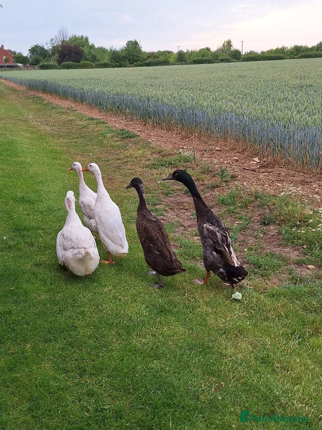 Ducks poultry for sale: 5 beautiful ducks in Worksop - Advert 3