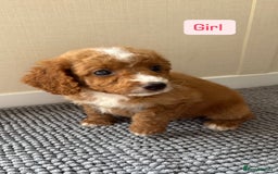 Cockapoo dogs for sale: 6 stunning cockapoo puppies  - Image 18