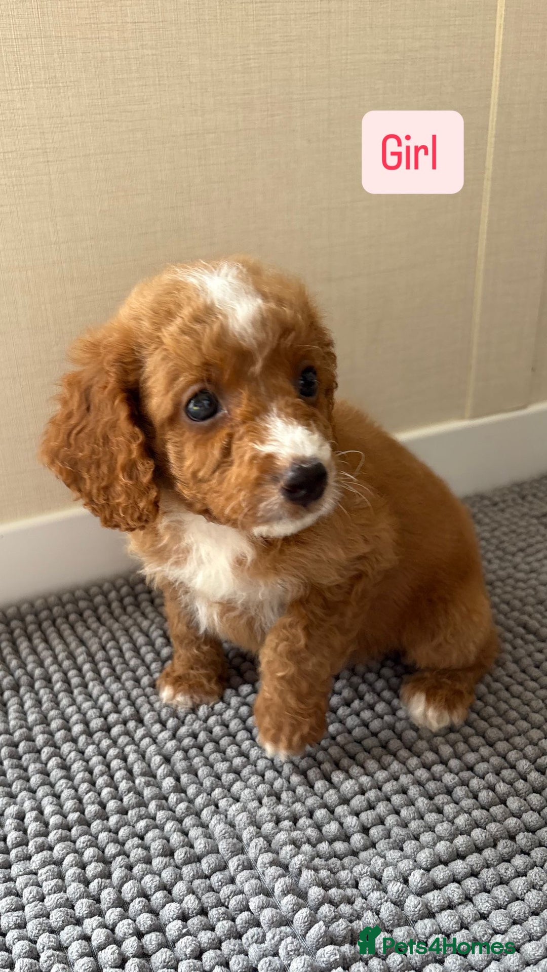 Cockapoo dogs for sale: 6 stunning cockapoo puppies  - Image 18