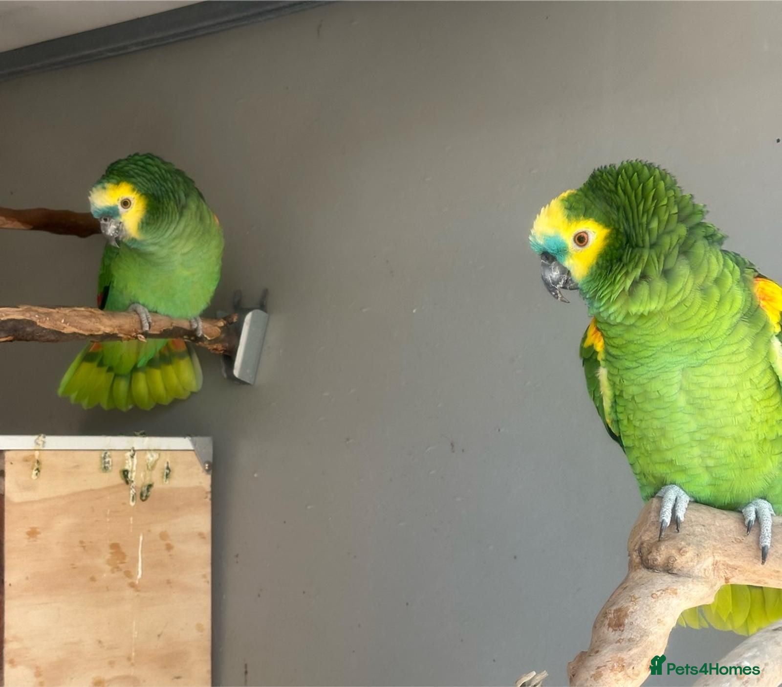 Parrots birds Beautiful talking blue and white - Advert 12