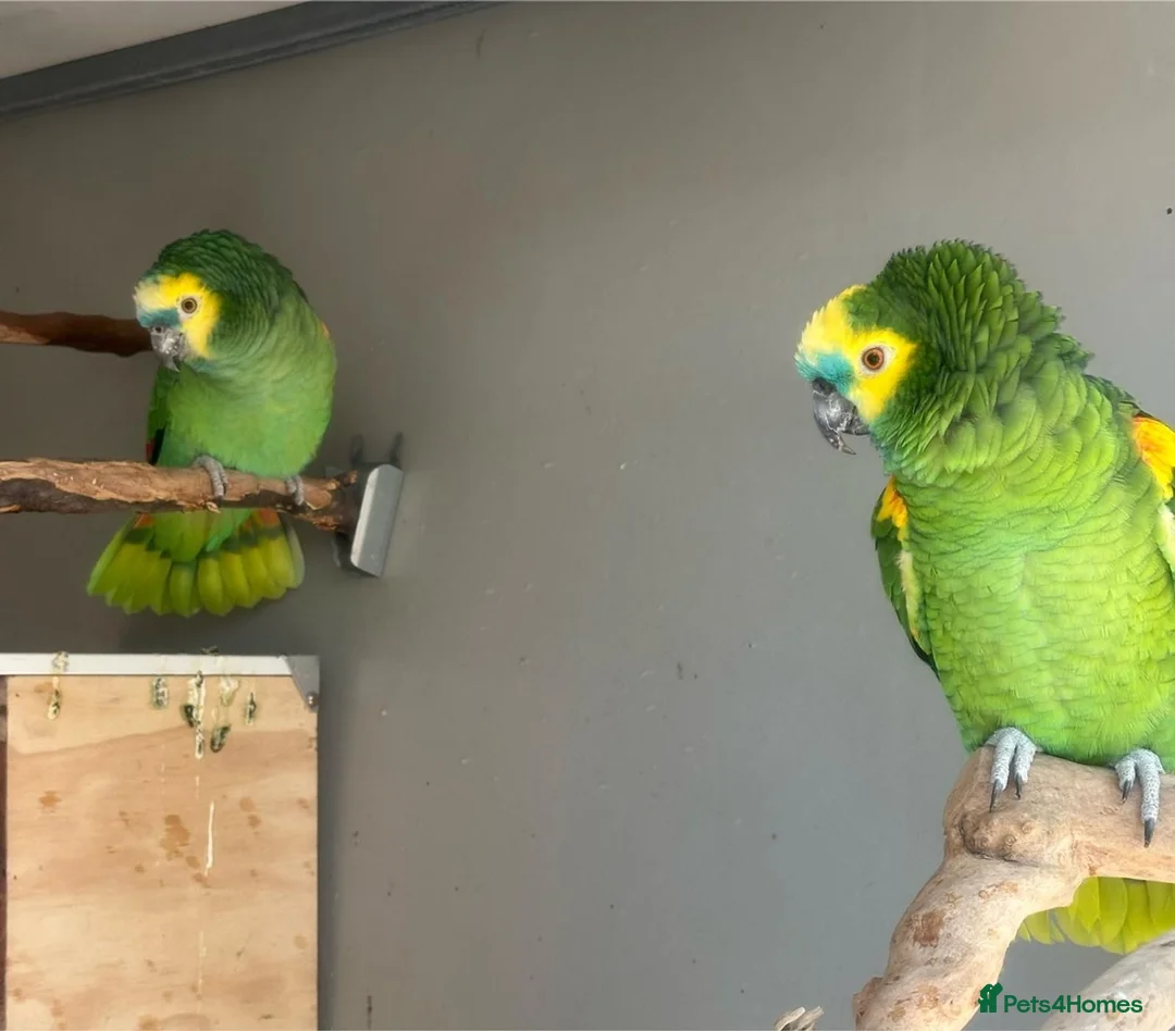 Parrots birds for sale: Beautiful talking blue and white in London - Advert 1