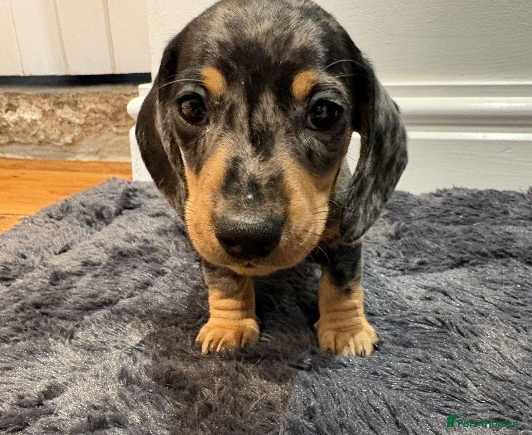 Miniature Dachshund dogs for sale: STUNNING KC MINIATURE PUPPIES - Advert 7