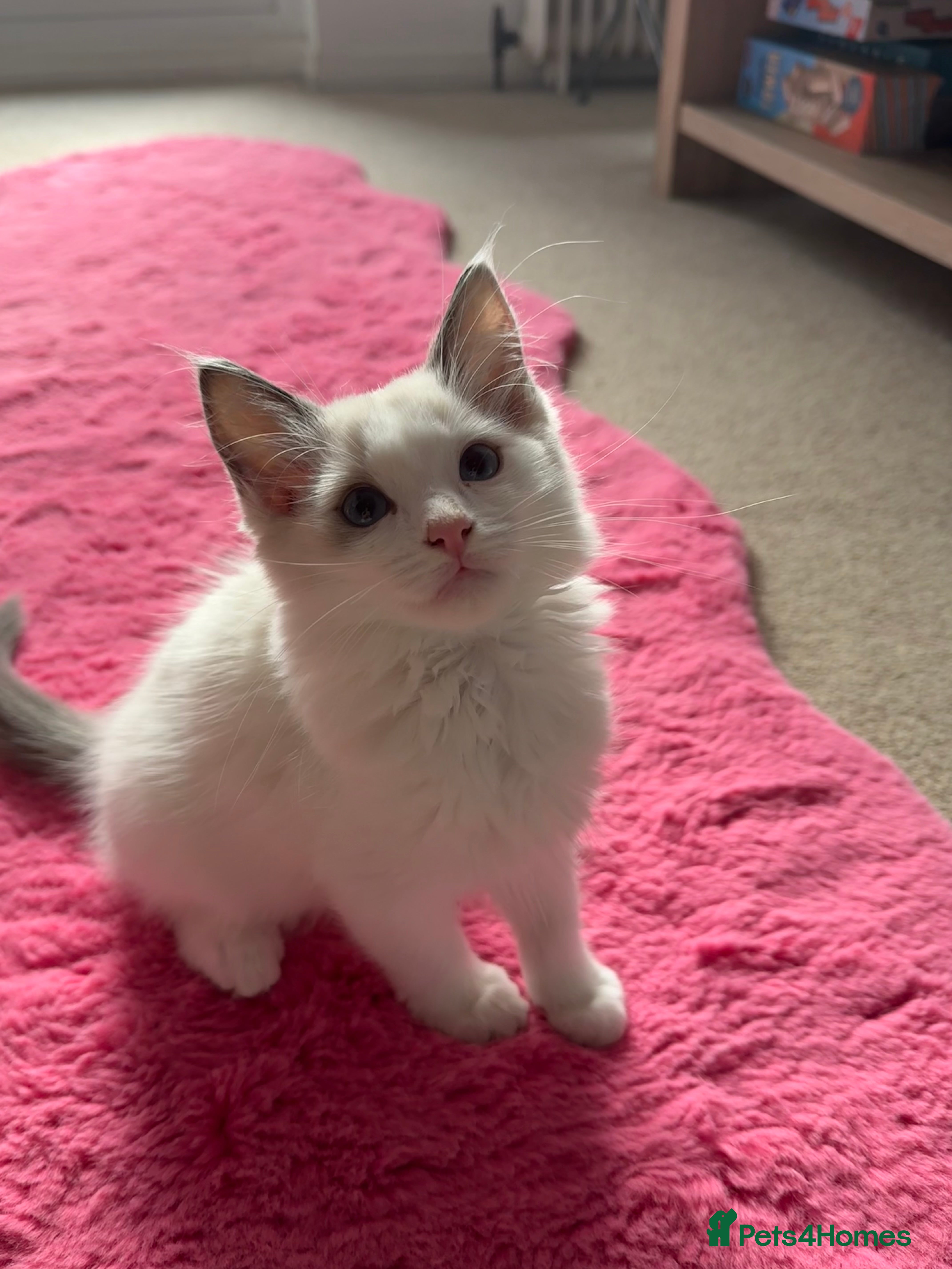 Ragdoll cats Male Ragdoll - Advert 1