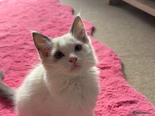 Ragdoll cats Male Ragdoll - Advert 3