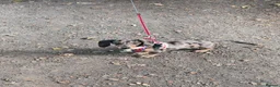 Miniature Dachshund dogs for sale: Female miniature dachshund for sale in Barnsley - Advert 9