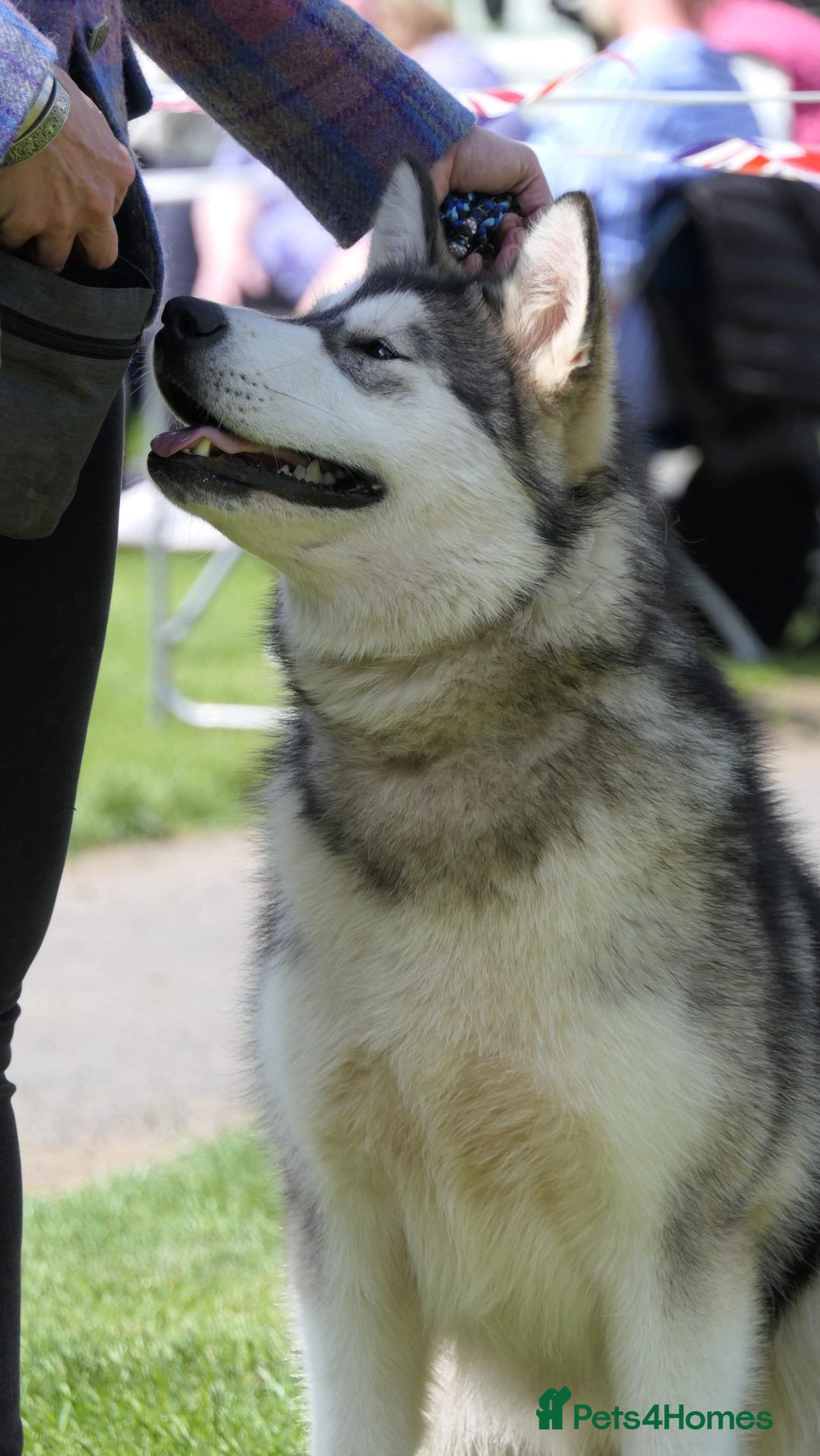 Alaskan Malamute dogs for sale: 2 Year Old Kc Alaskan Malamute Bitch - Advert 3