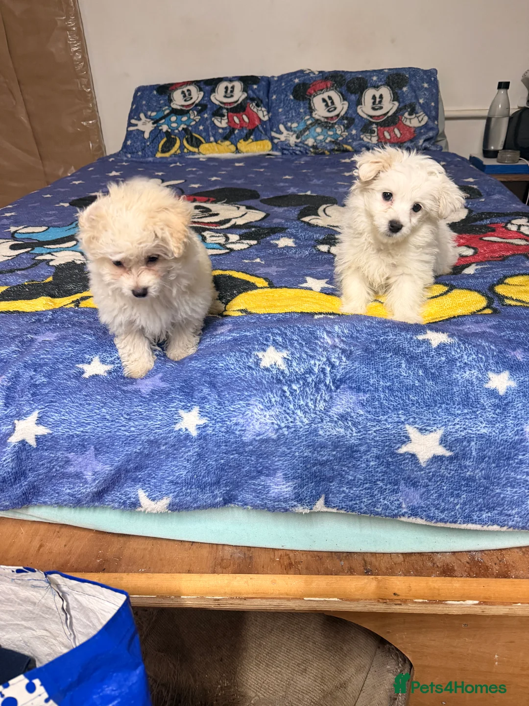Mixed Breed dogs for sale: Beautiful Maltese/havanese girls - Advert 3