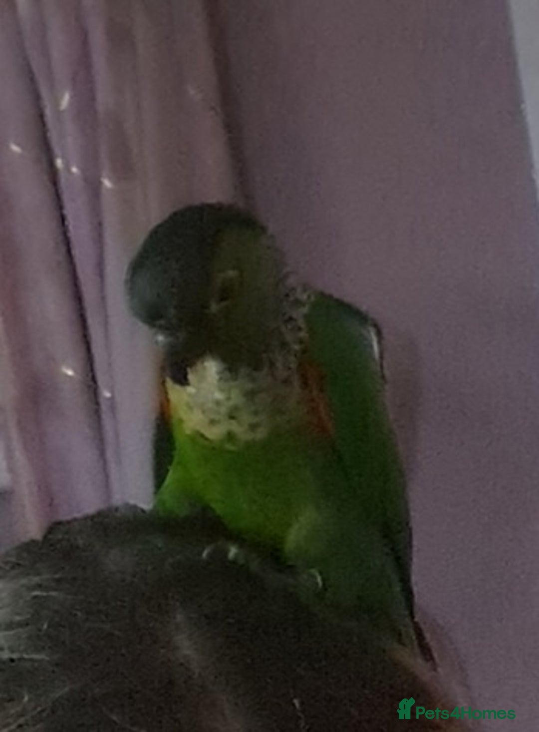 Conures birds for sale: Black capped conure - Advert 2